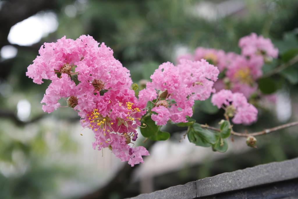 近所の夏の花４