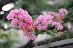 近所の夏の花４