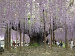 フラワーパークの巨大な藤の木