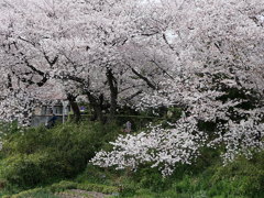 元荒川土手の桜02