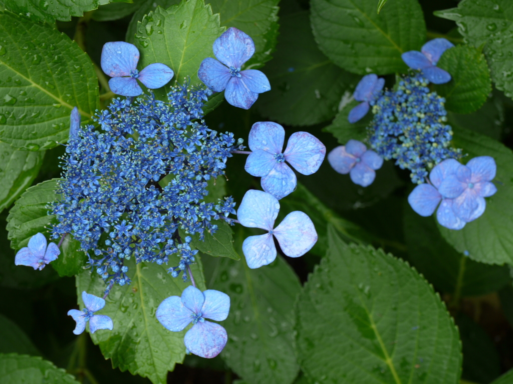 庭に咲いた紫陽花01