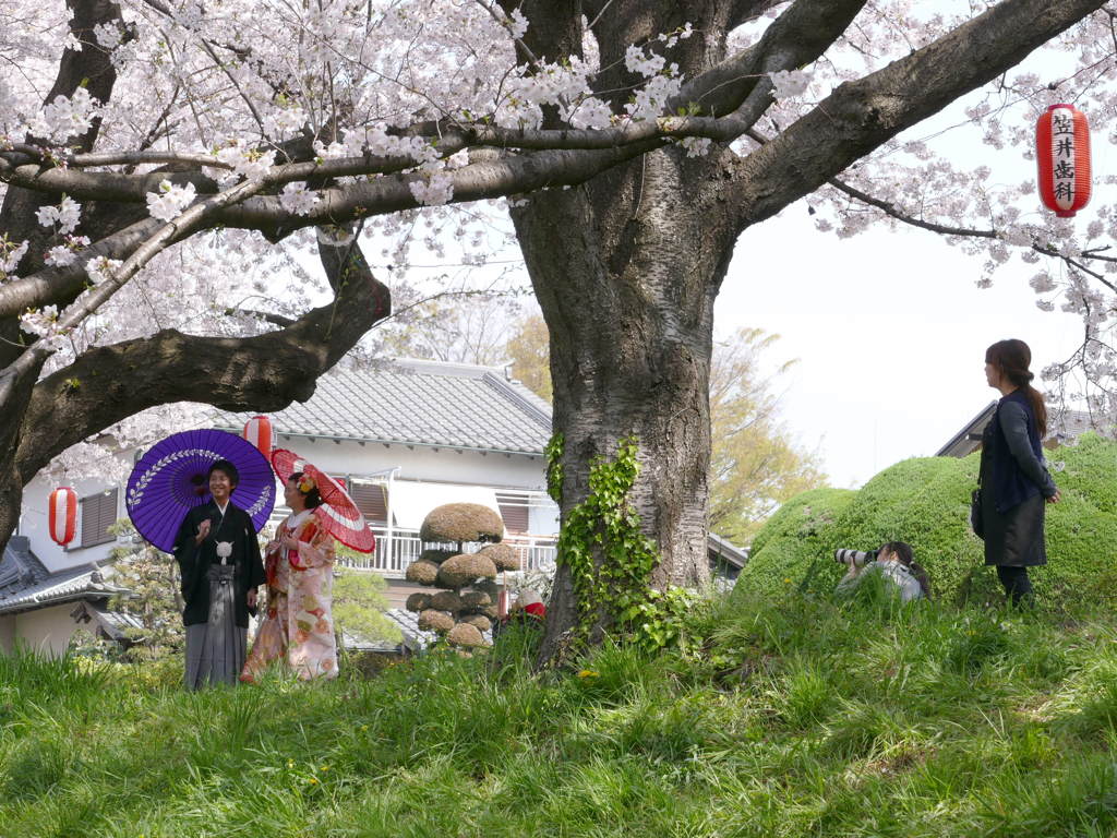 桜の木の下で３
