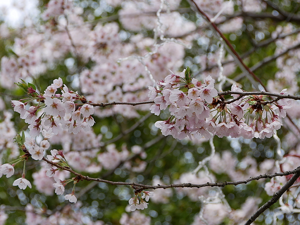 元荒川土手の桜07