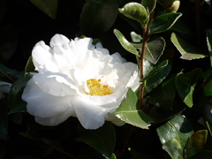 南越谷第１公園にて01