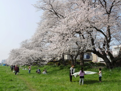 満開の元荒川の桜06