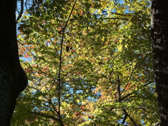 29年の紅葉11