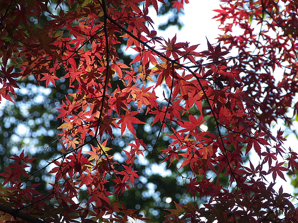 29年の紅葉06