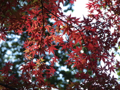 29年の紅葉06