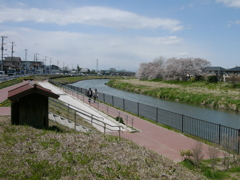 元荒川の土手の桜３