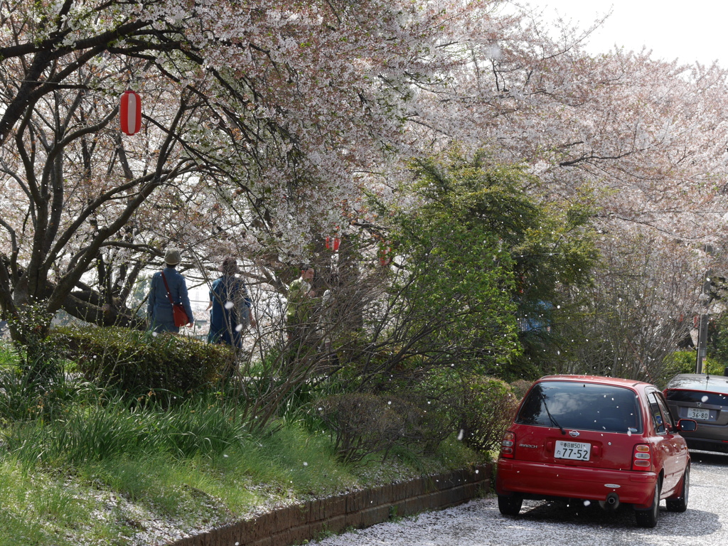 散り行く桜１