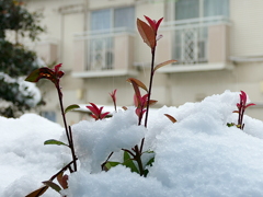 雪の朝01