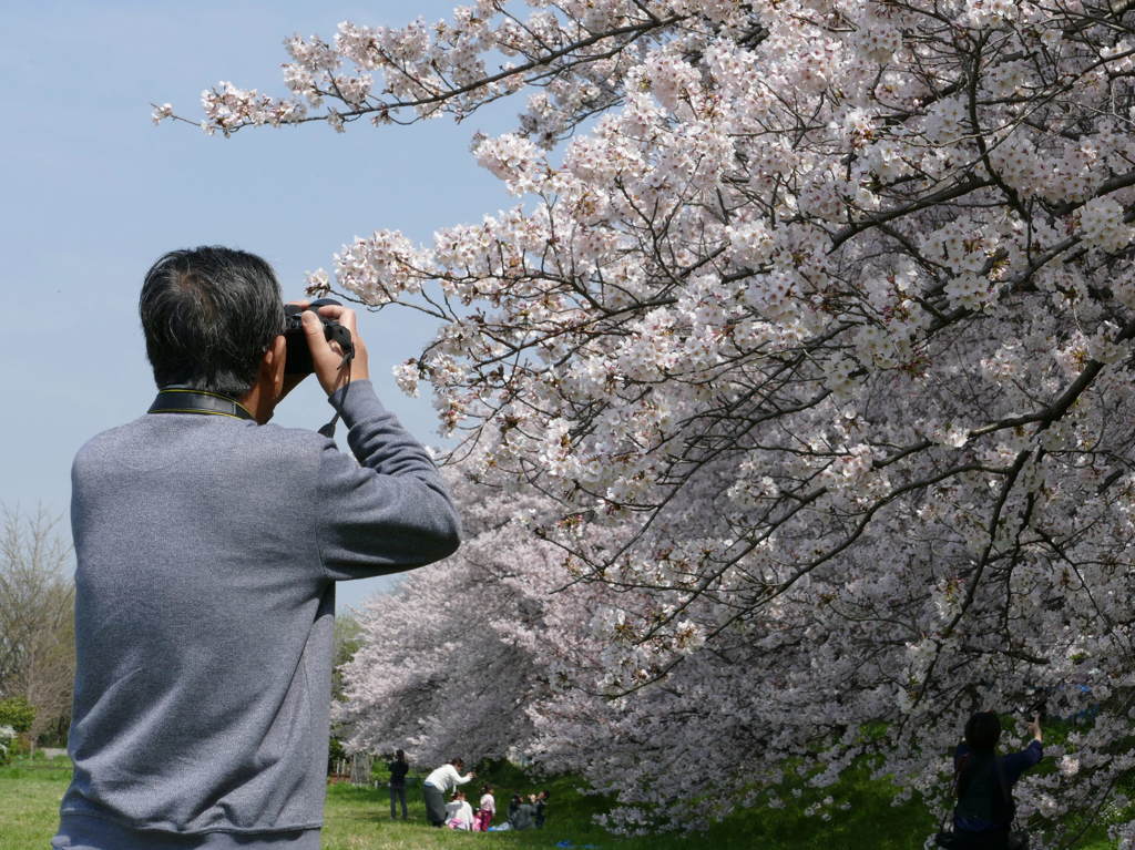 桜の木の下で１