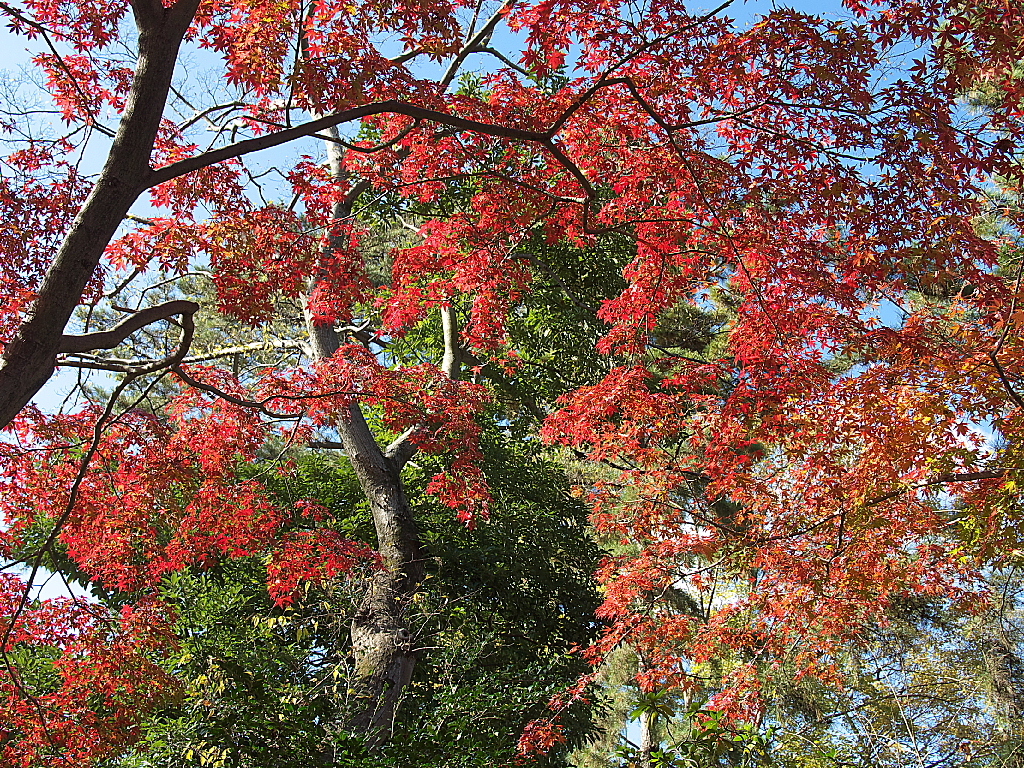 久伊豆神社の紅葉16