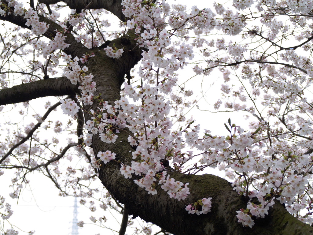 元荒川堤の桜１０