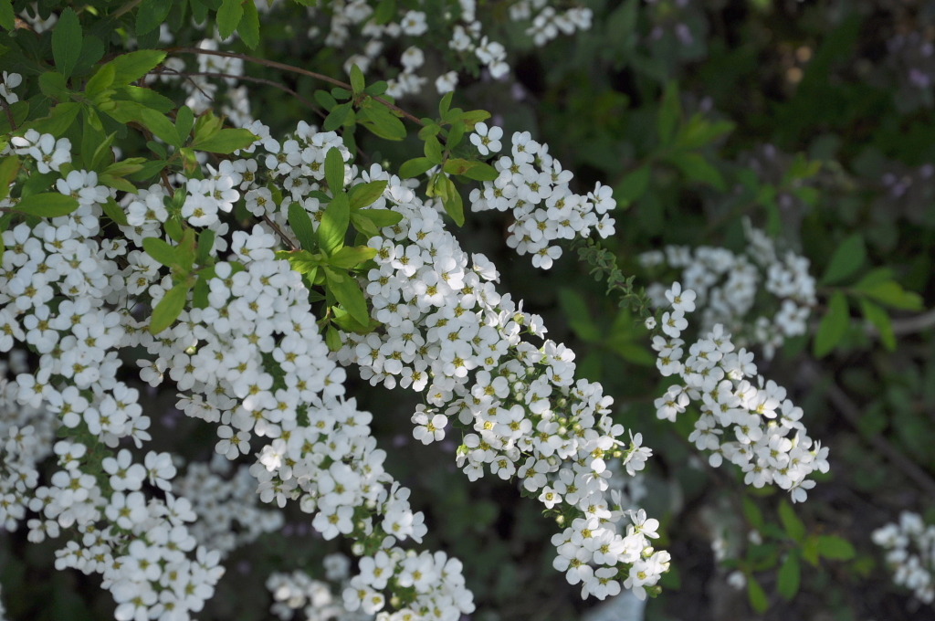 市役所の土手02