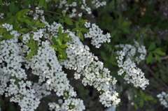 市役所の土手02