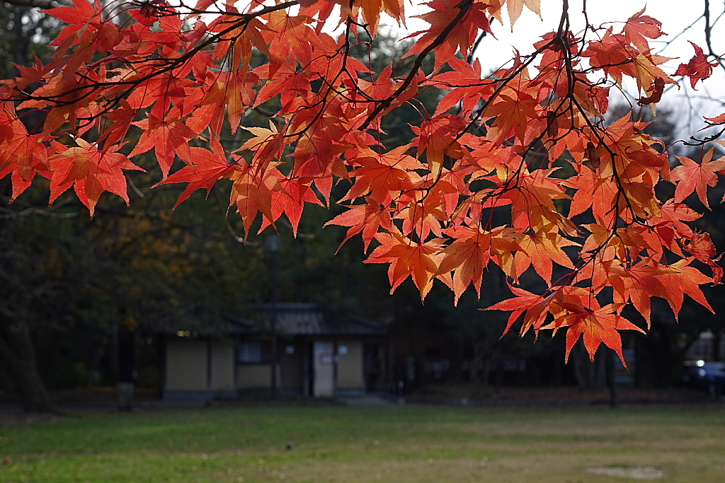 久伊豆神社の紅葉02
