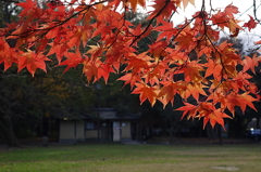久伊豆神社の紅葉02