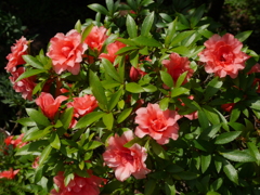 庭に咲いた花03