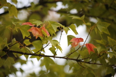 市役所前の土手01