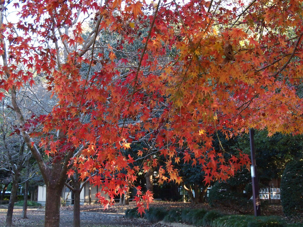 2019　久伊豆神社の紅葉Ⅱ04