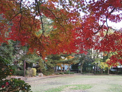 29年の紅葉24