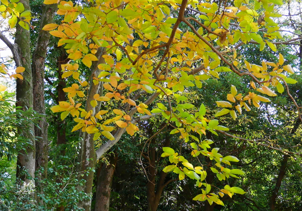 紅葉はこれからの久伊豆神社境内18