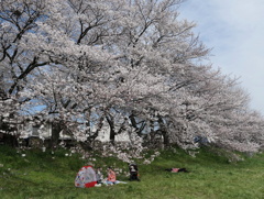 元荒川の桜03