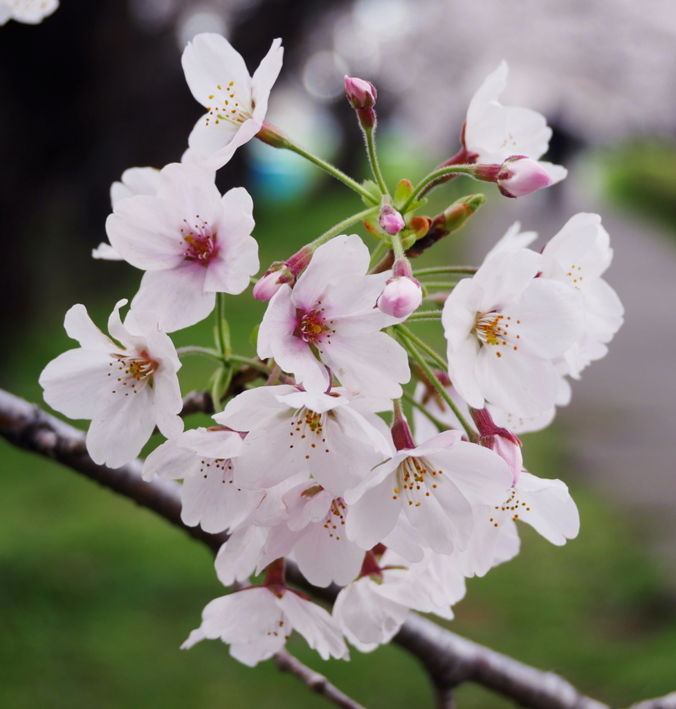 元荒川土手の桜03