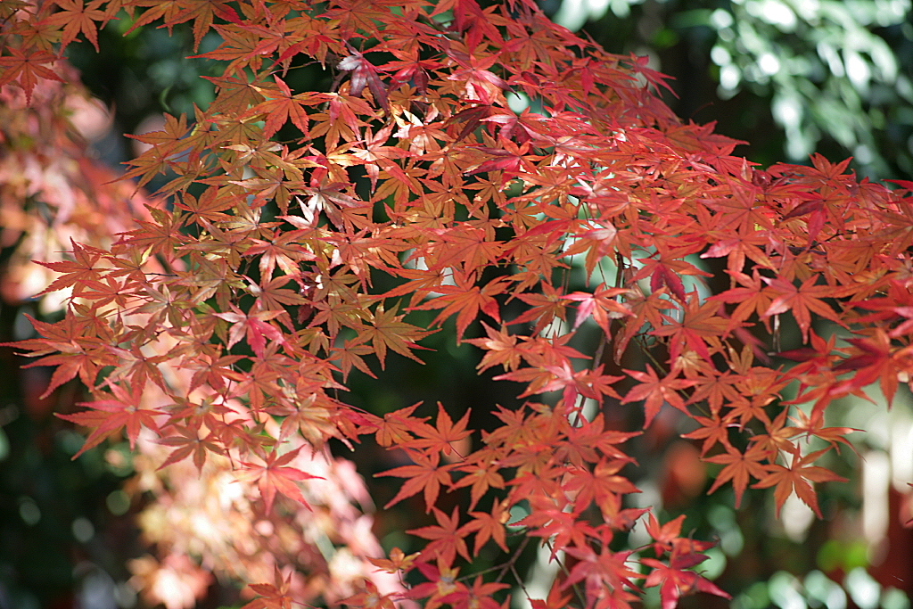 久伊豆神社の紅葉21