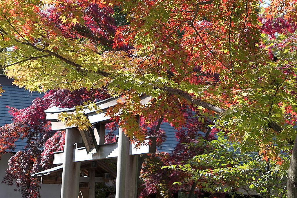 29年の紅葉15