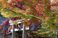 29年の紅葉15