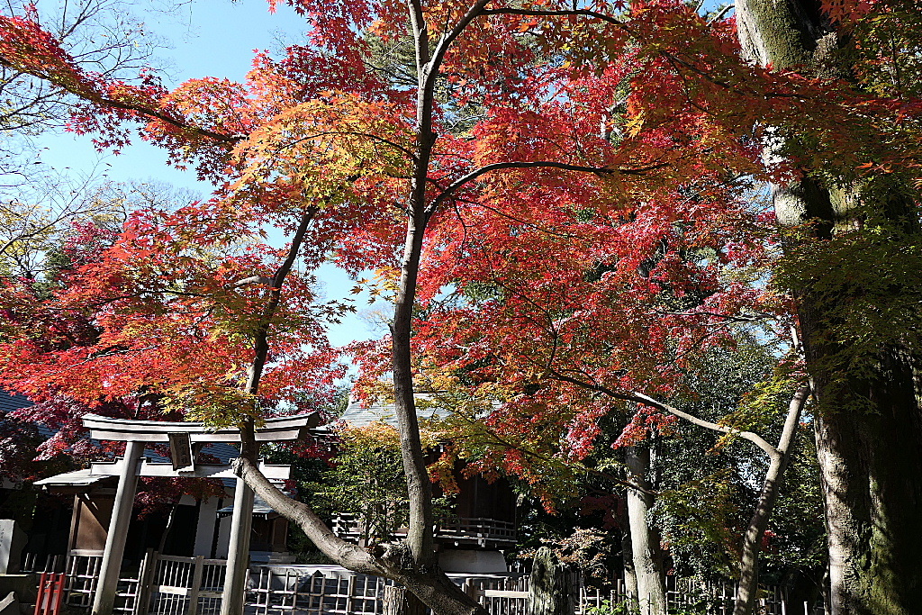 29年の紅葉14