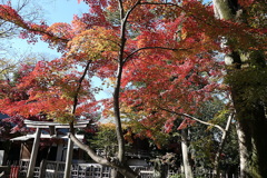 29年の紅葉14
