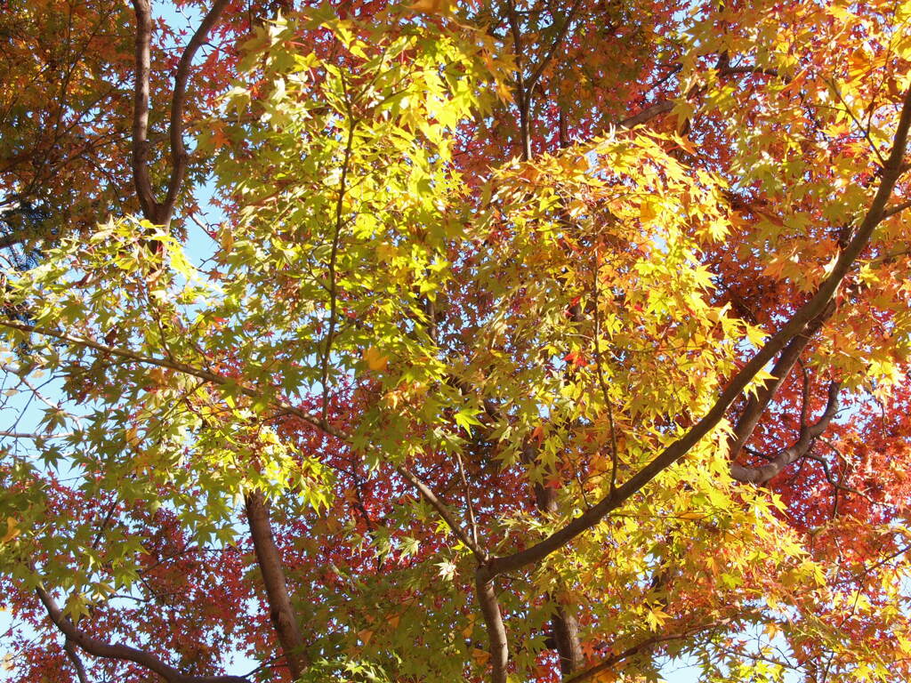 2019　久伊豆神社の紅葉11