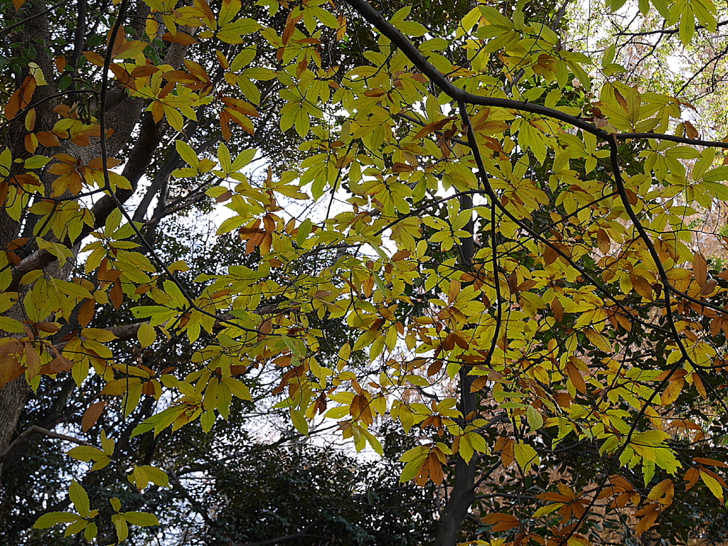 久伊豆神社の紅葉その２03