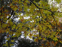 久伊豆神社の紅葉その２03
