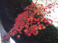 2019　久伊豆神社の紅葉05