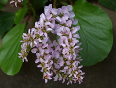 庭の草花8