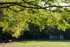 紅葉はこれからの久伊豆神社境内17