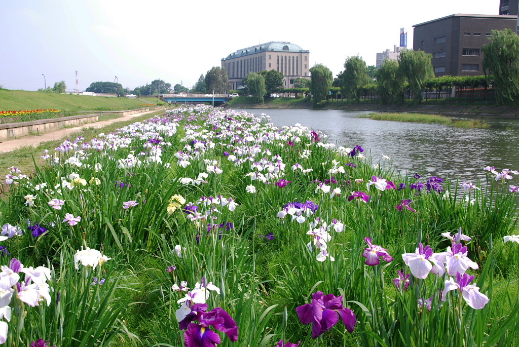 市役所の土手３