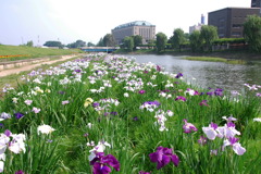 市役所の土手３