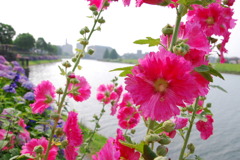 市役所の土手１２