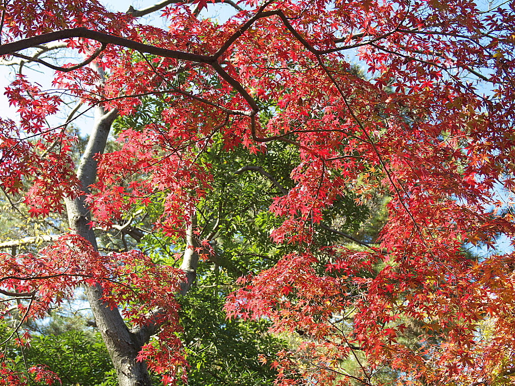 久伊豆神社の紅葉15