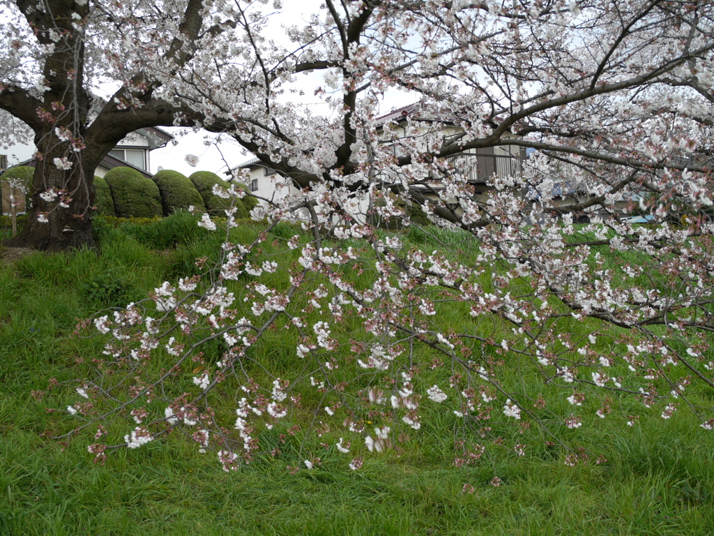 2020.3.27　元荒川堤06