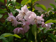 庭の草花6