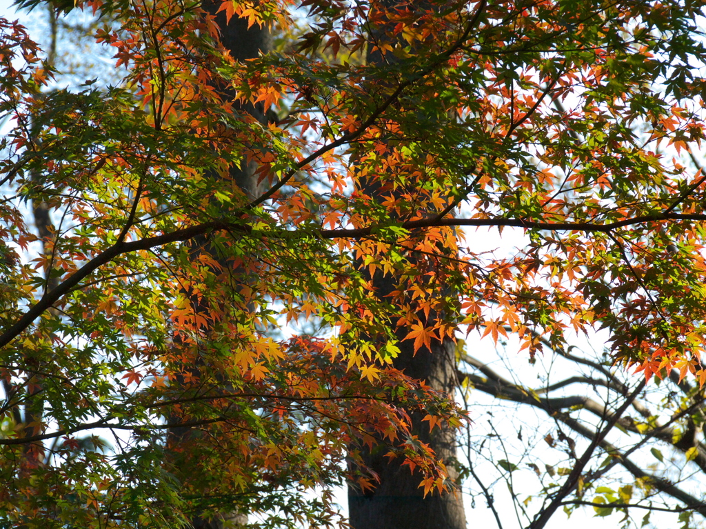 再び久伊豆神社で4