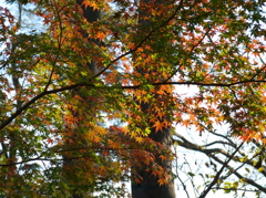 再び久伊豆神社で4