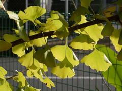 南越谷第１公園にて04