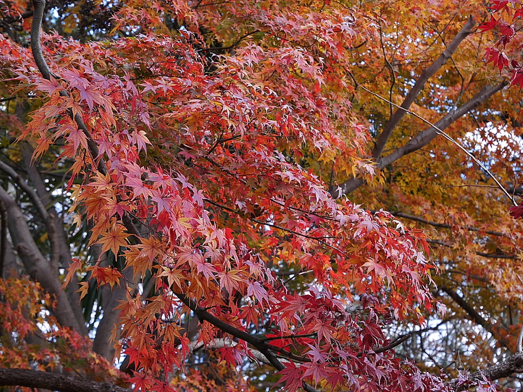 久伊豆神社の紅葉その２01